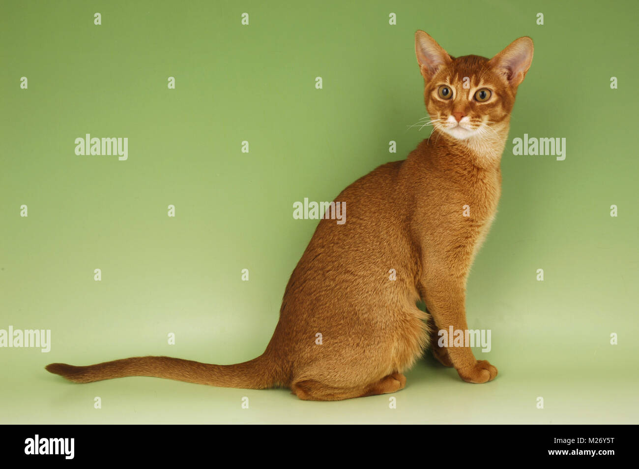 sorrel abyssinian sitting on green background Stock Photo - Alamy