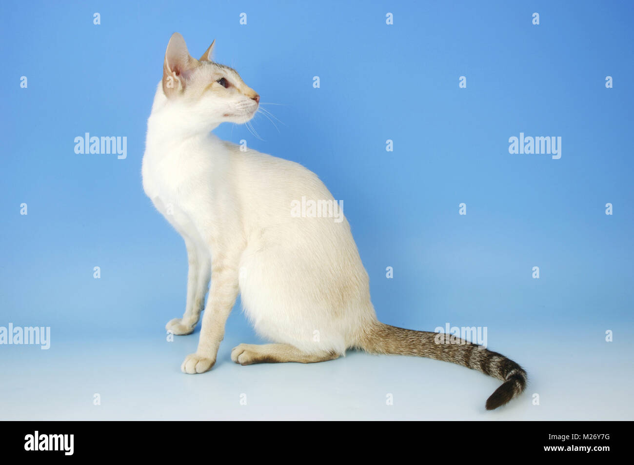 chocolate tabby point siamese looking aside Stock Photo