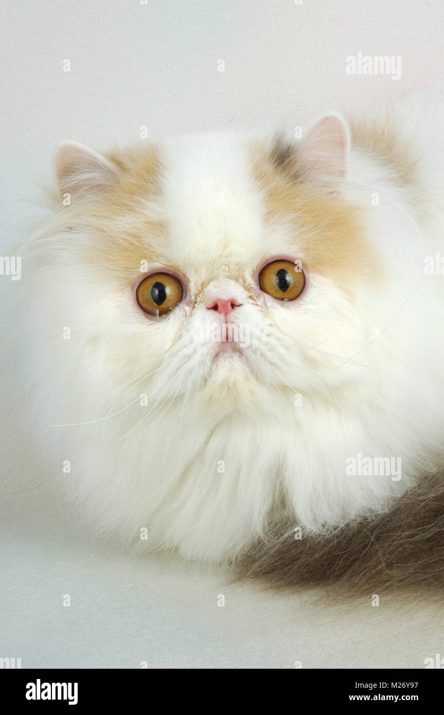 Persian van store cat