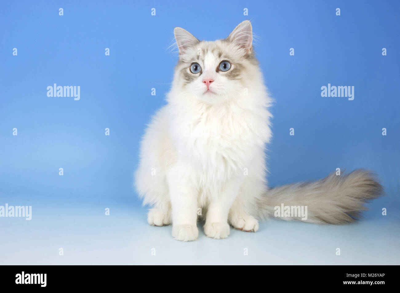 young blue bi-colour ragdoll cat Stock Photo