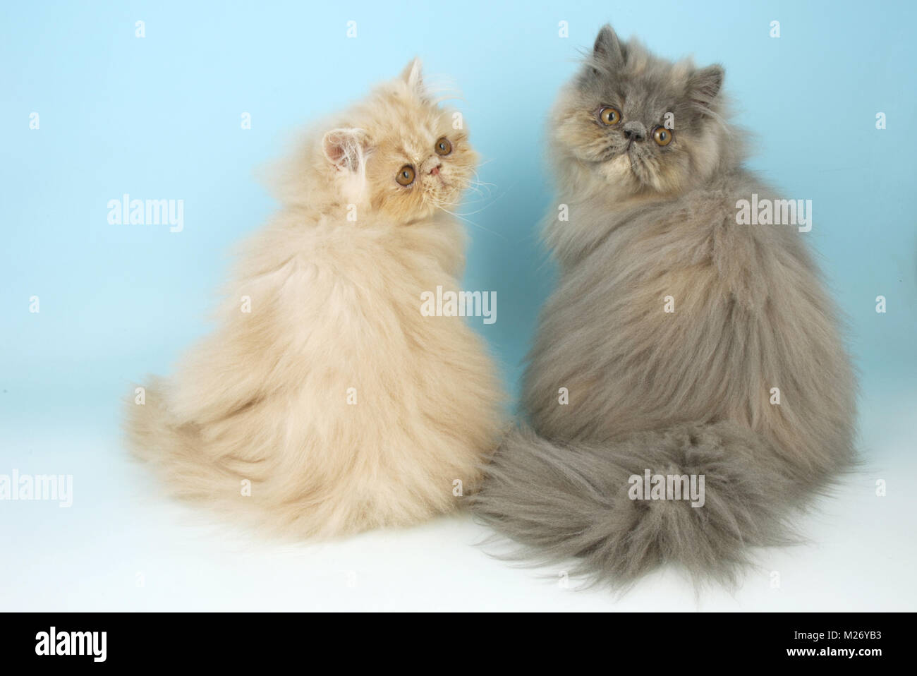 cream and blue tortie Persians Stock Photo