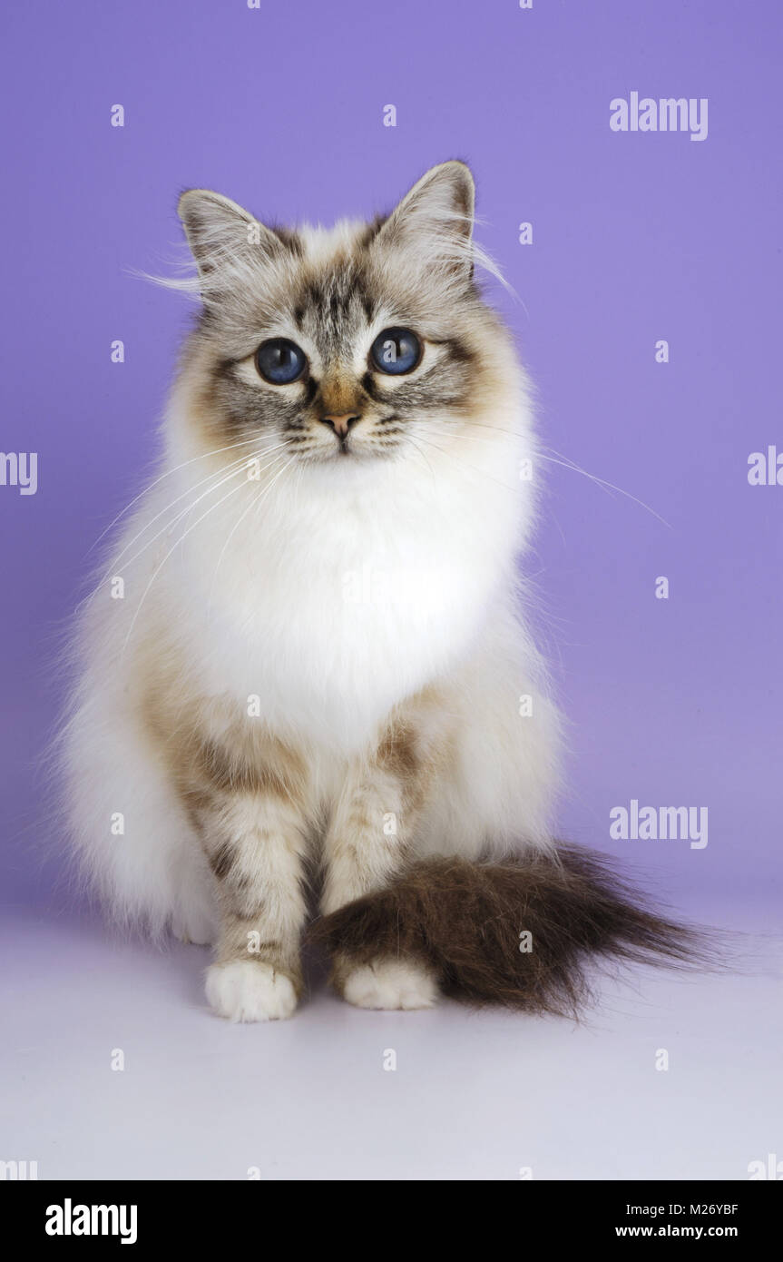 seal tabby point birman cat looking at camera Stock Photo Alamy