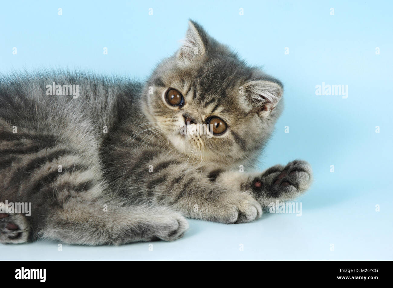 blue persian kitten Stock Photo - Alamy