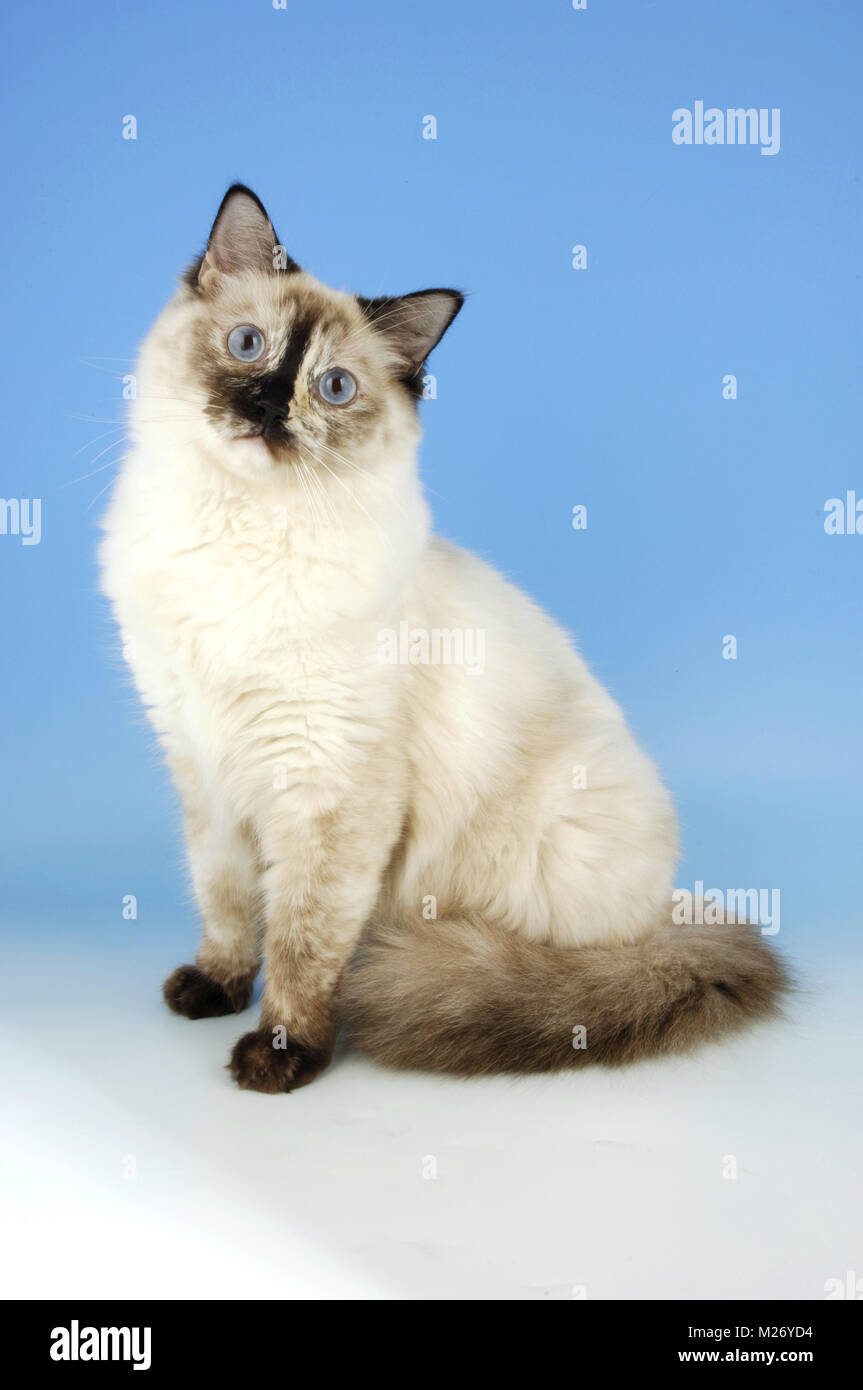 ragdoll seal tortie