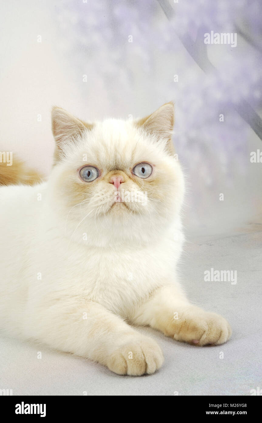 red exotic shorthair