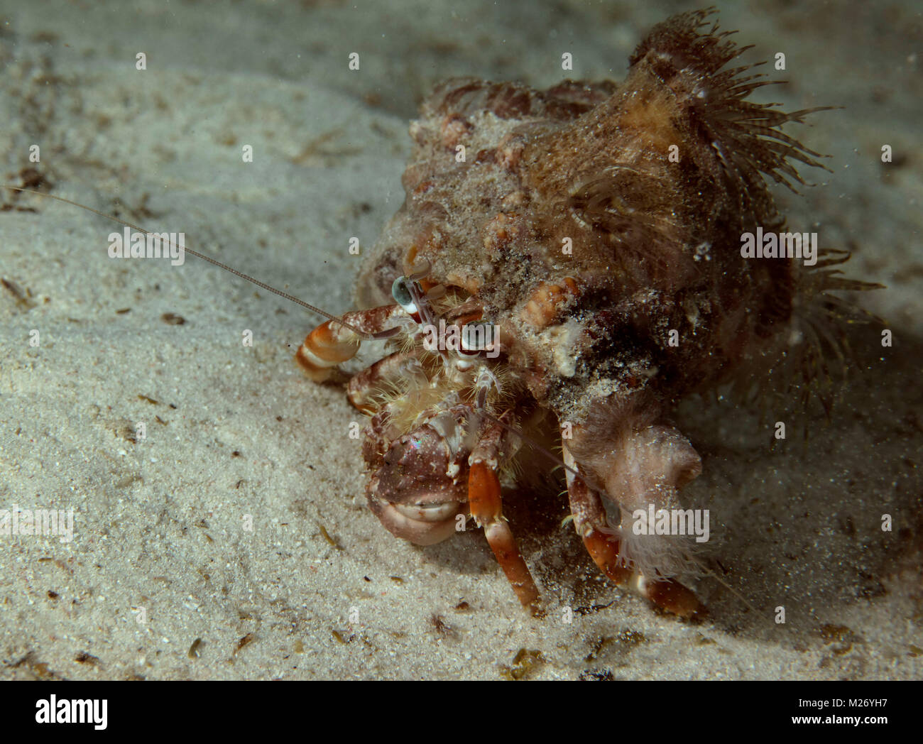 Anemone hermit crab (Dardanus pedunculatus) in the Celebes sea, Sipadan ...