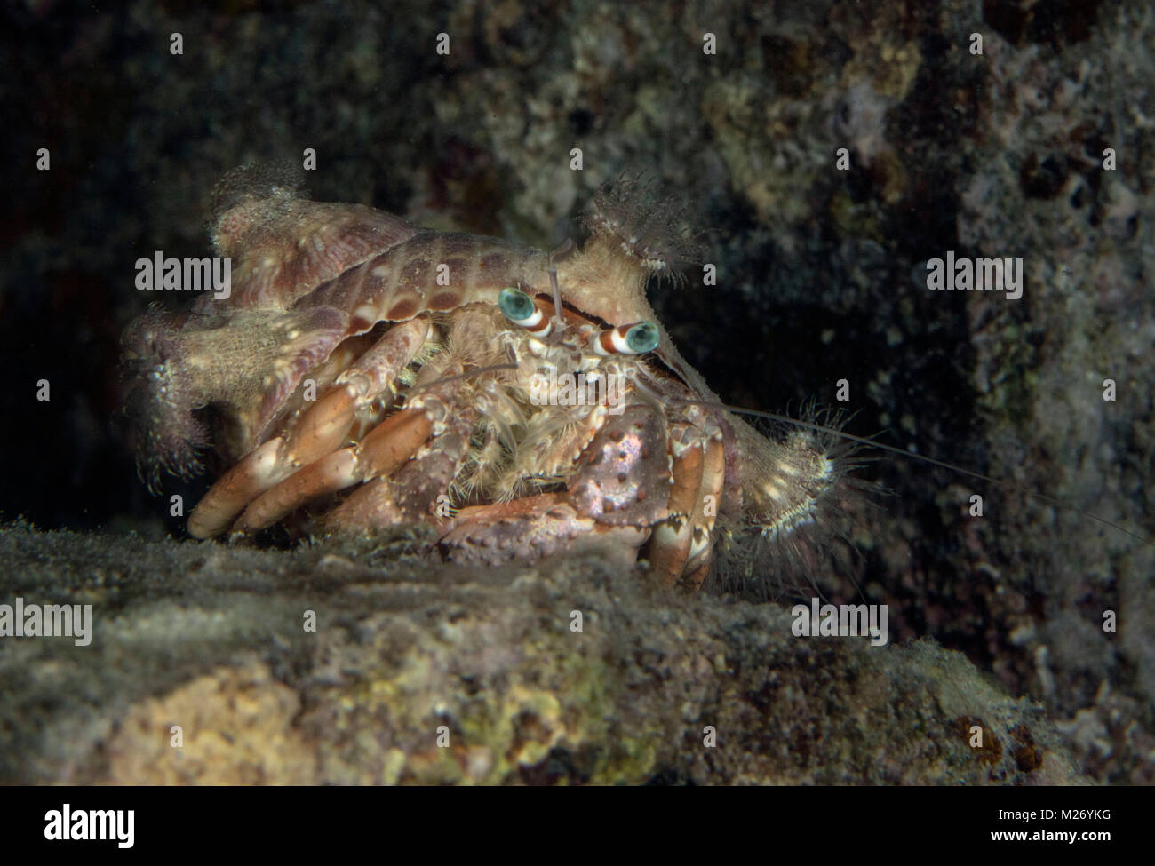 Anemone hermit crab (Dardanus pedunculatus) in the Celebes sea, Sipadan ...