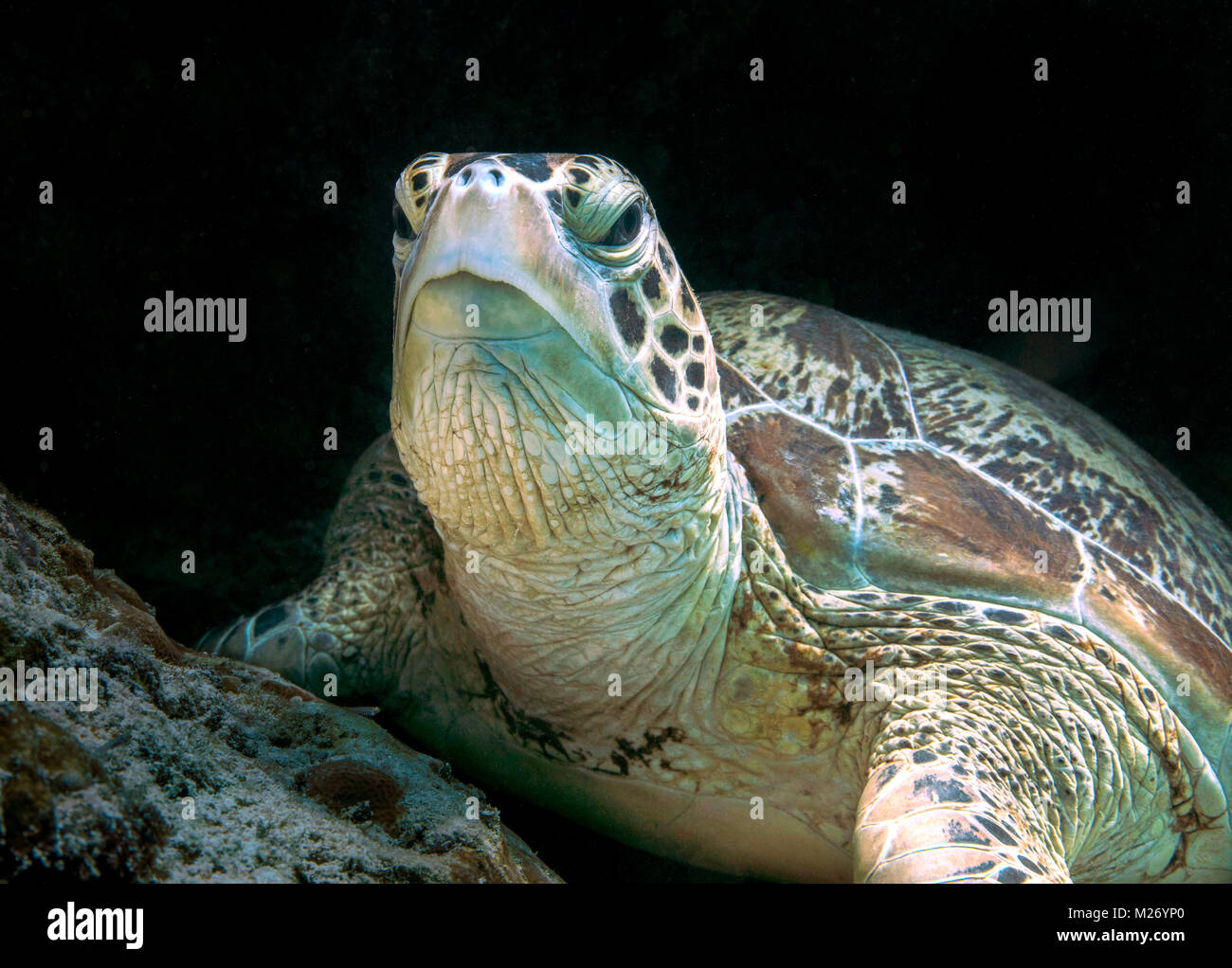 Green sea turtle (Chelonia mydas) in the Celebes sea. Sipadan Island, Malaysia Stock Photo