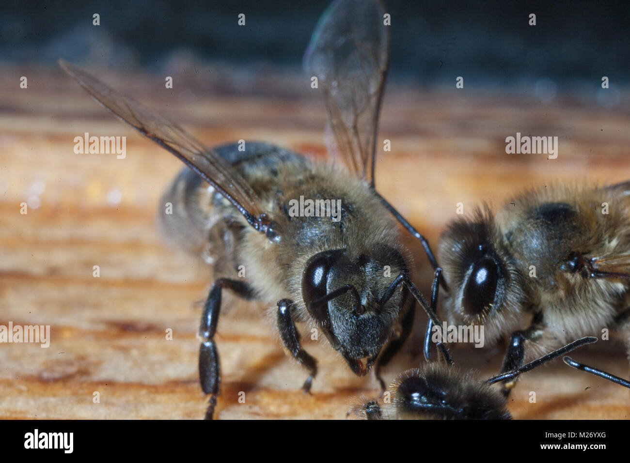 Bees working the carpathian breed close-up Stock Photo