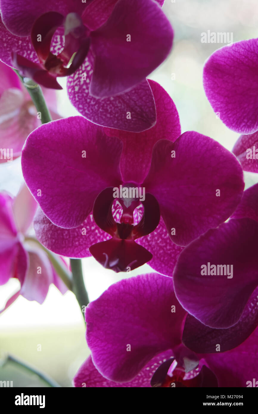 Orchids house hi-res stock photography and images - Alamy