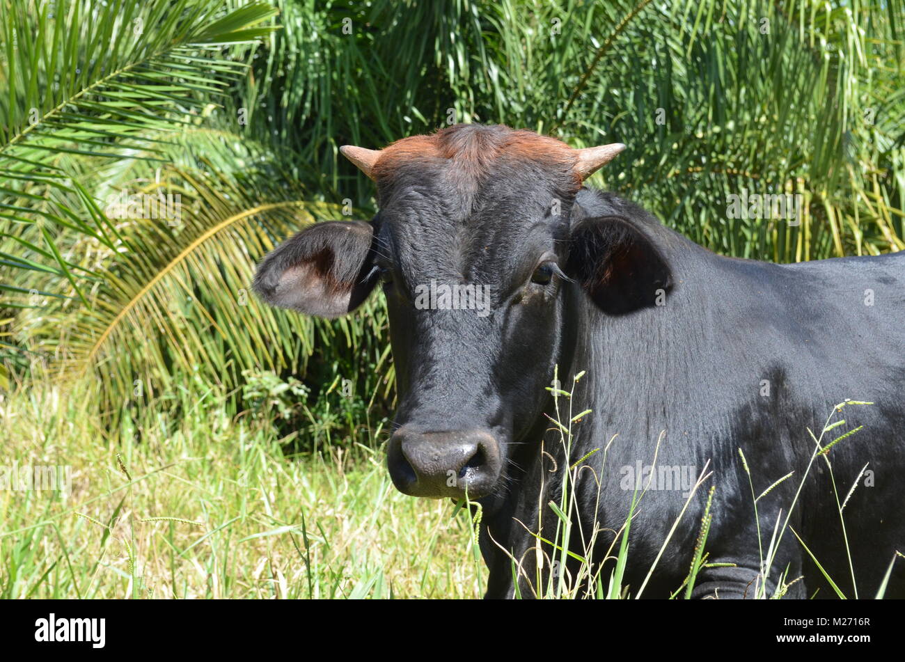 Brazilian cows grazing in Pantanal region. Stock Photo