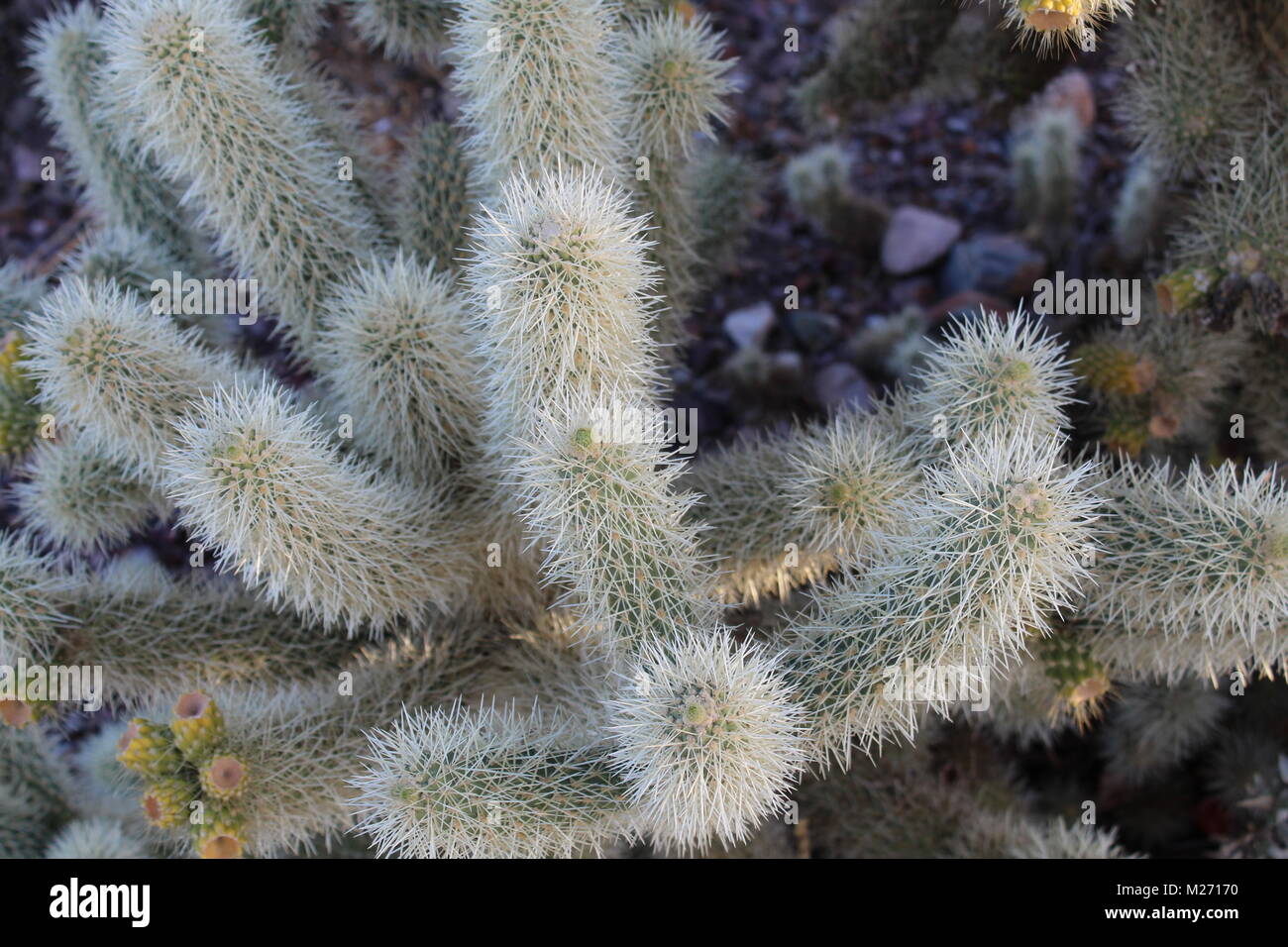 Cactus Arizona USA fuzzy looking spinney long stemmed cactus with small flowers a close up picture Stock Photo