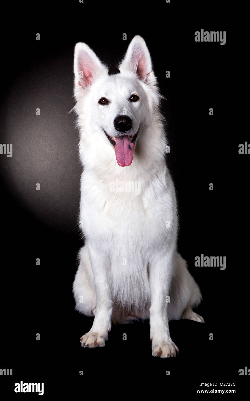 black swiss shepherd