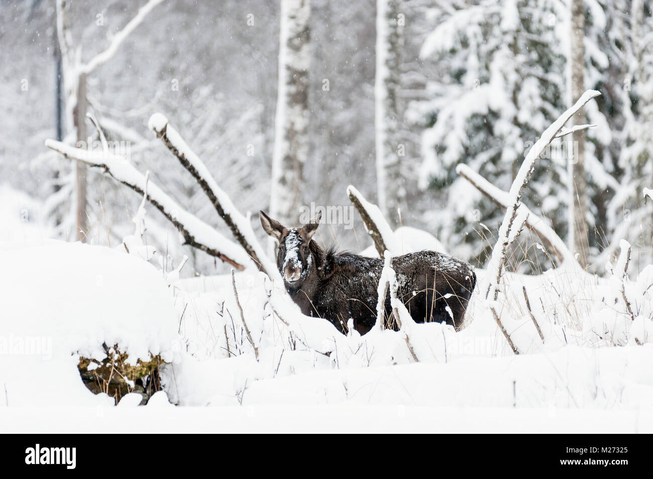 Moose calf in snow. Sweden. Stock Photo