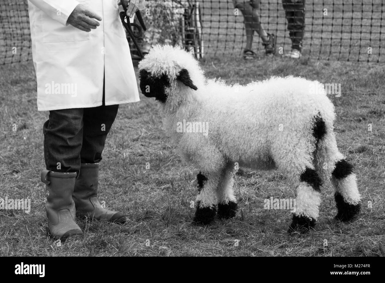 A New Forest Valais Blacknose sheep is shown at a country show in Hampshire Stock Photo