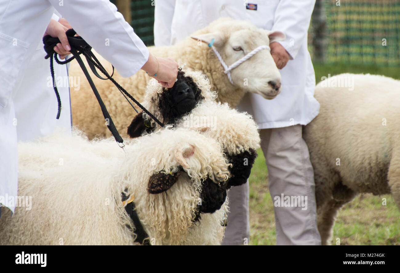 Sheep, including New Forest Valais Blacknose sheep, being shown at a country show in Hampshire Stock Photo