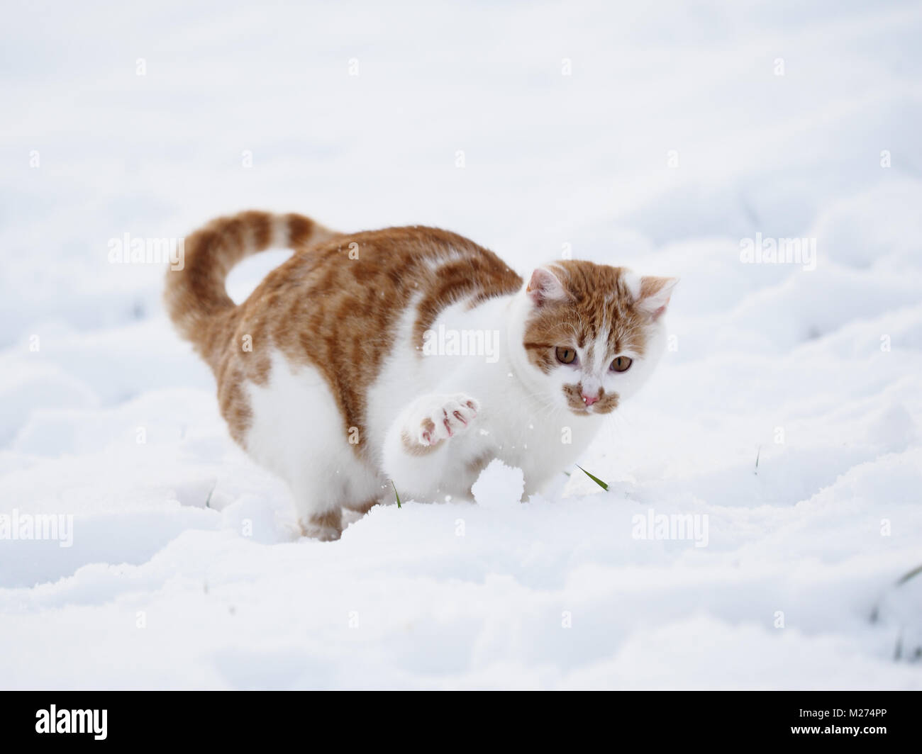 One tabby cat during winter Stock Photo