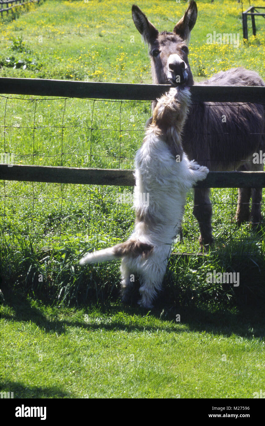 petit basset griffon vendeen chatting to a donkey Stock Photo