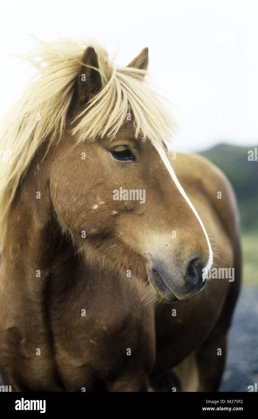 palomino coloured iceland  stallion Stock Photo