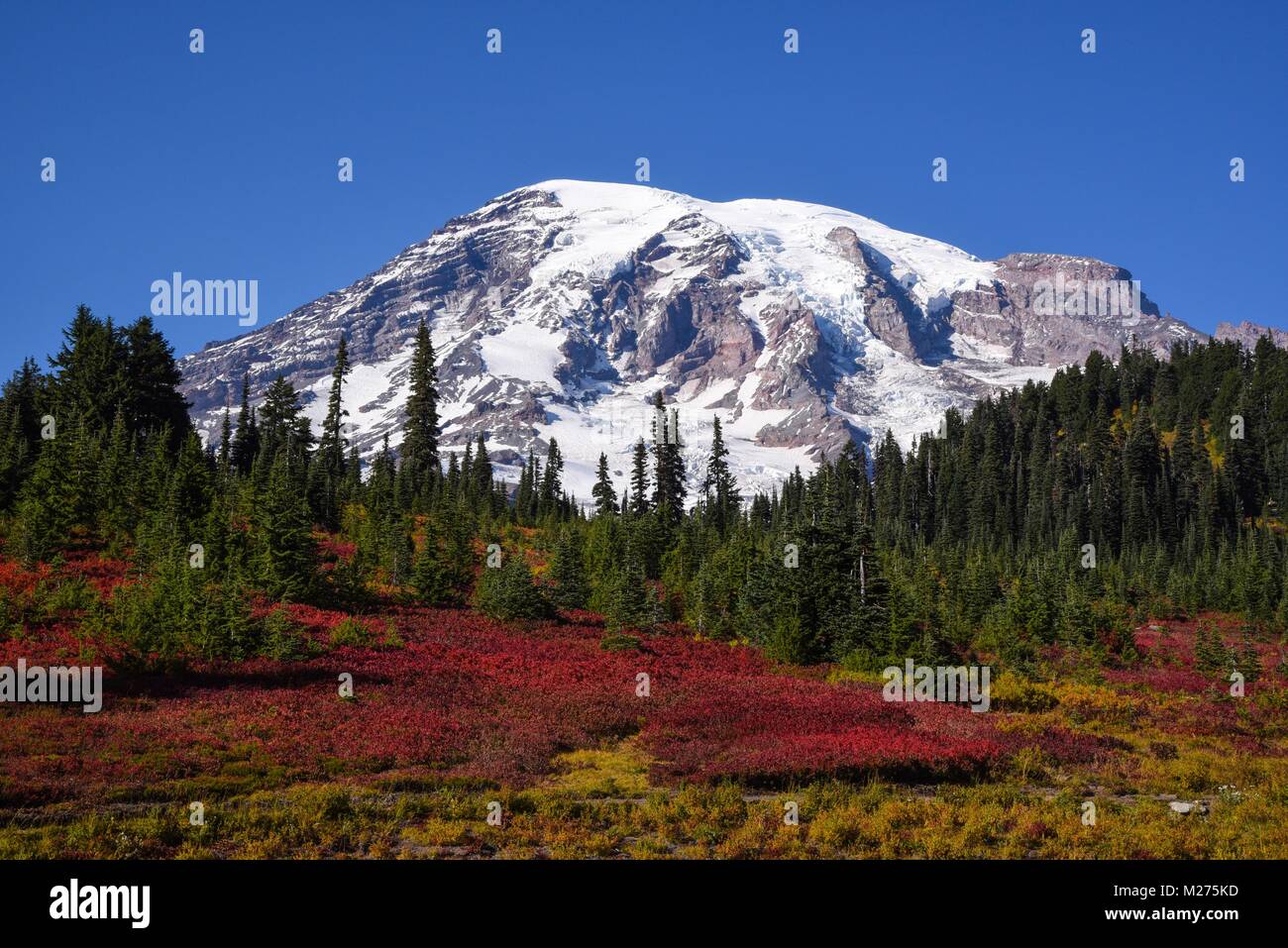 Beautiful Paradise hiking trail area, Washington state, USA in the fall with snow on Mount Rainier on a sunny day with blue sky Stock Photo