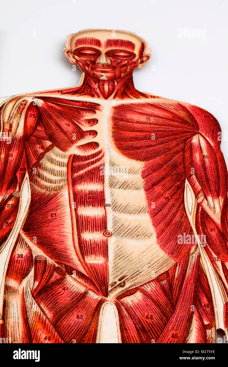 Medical illustration of human beings Stock Photo