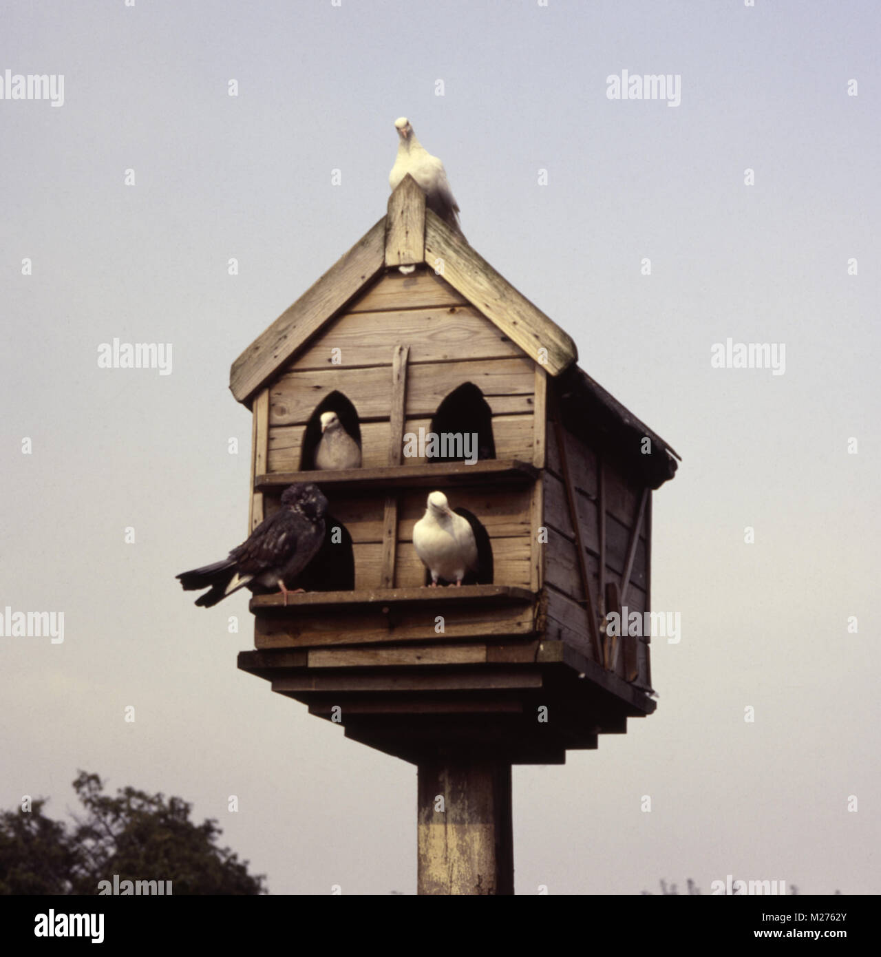 doves in birdhouse Stock Photo Alamy