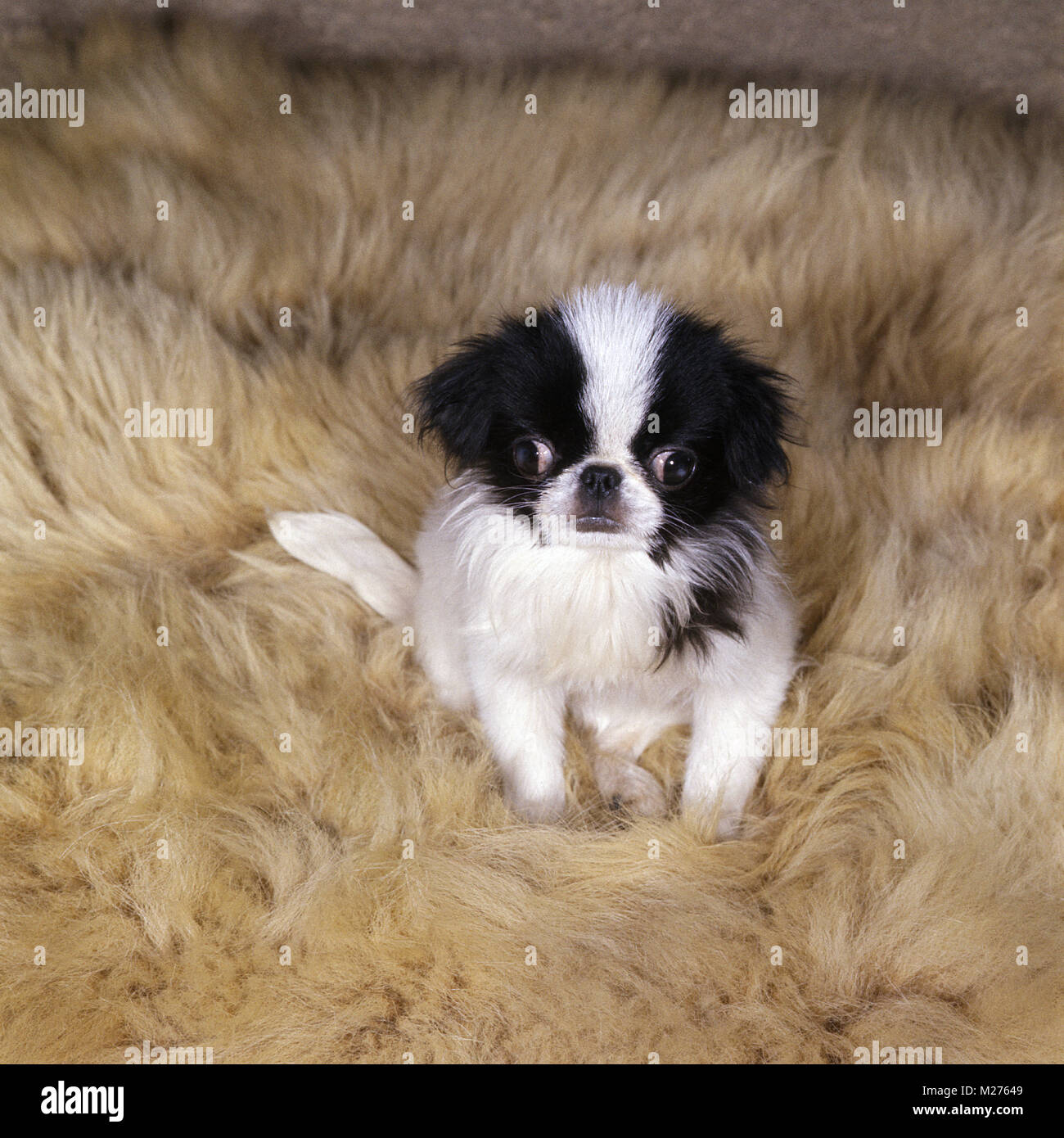 cute japanese chin puppy Stock Photo Alamy