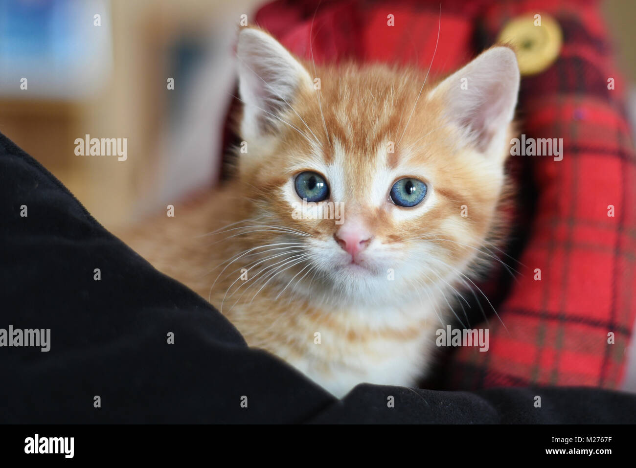 Orange Tabby Kitten With Blue Eyes Stock Photo Alamy