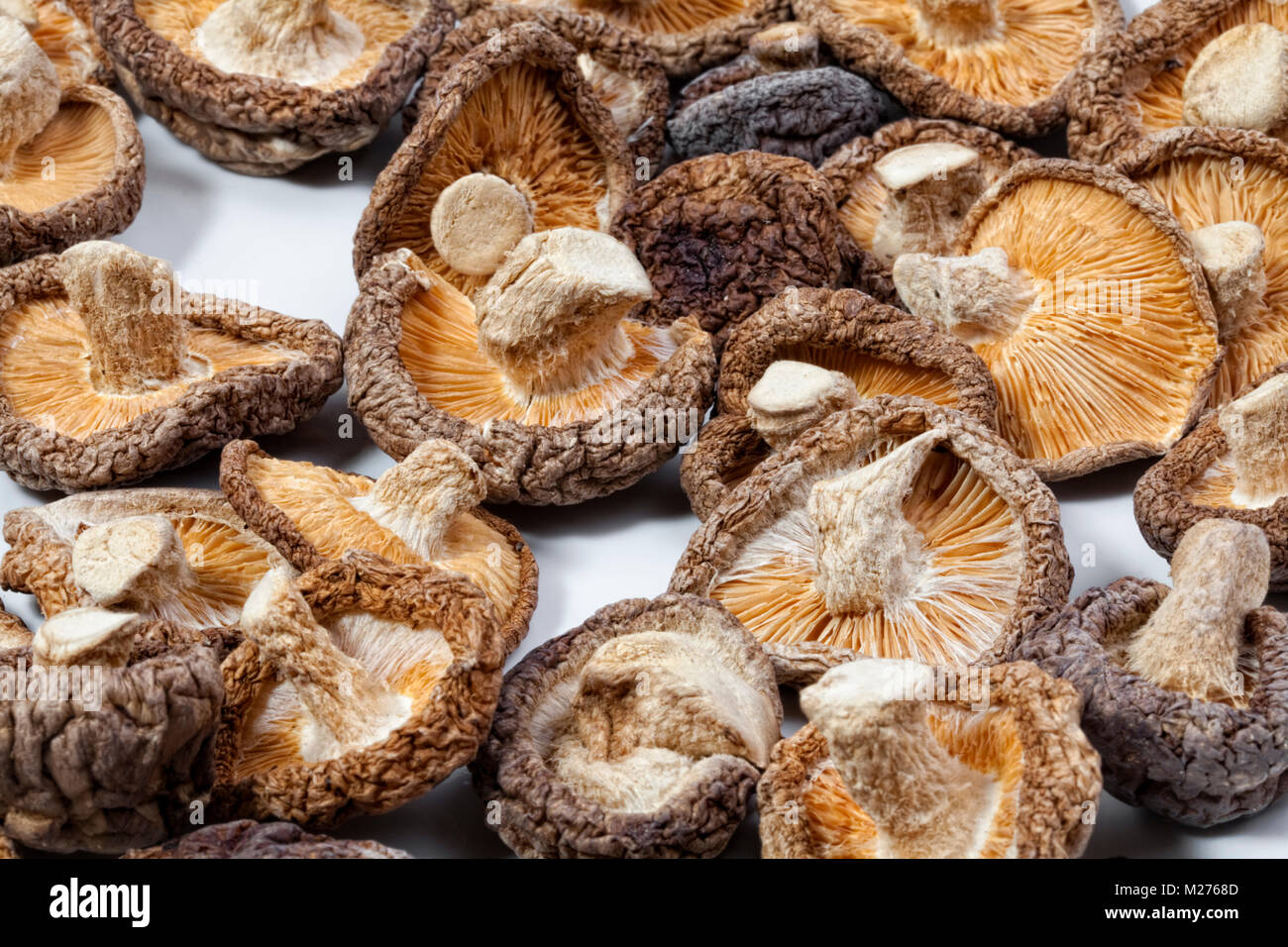 Shiitake mushrooms (Lentinula edodes) Stock Photo