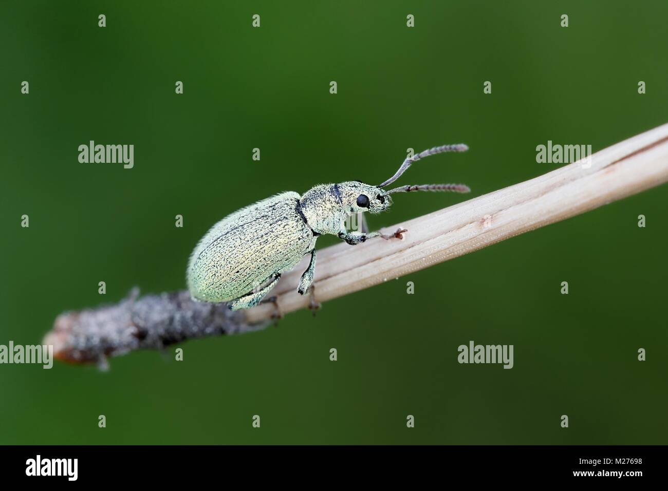Green leaf weevil beetle Stock Photo