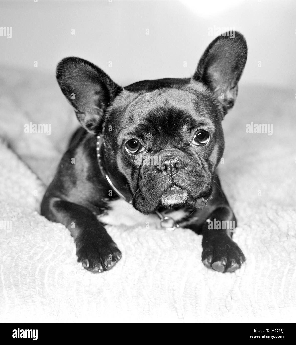 French Bulldog puppy Stock Photo