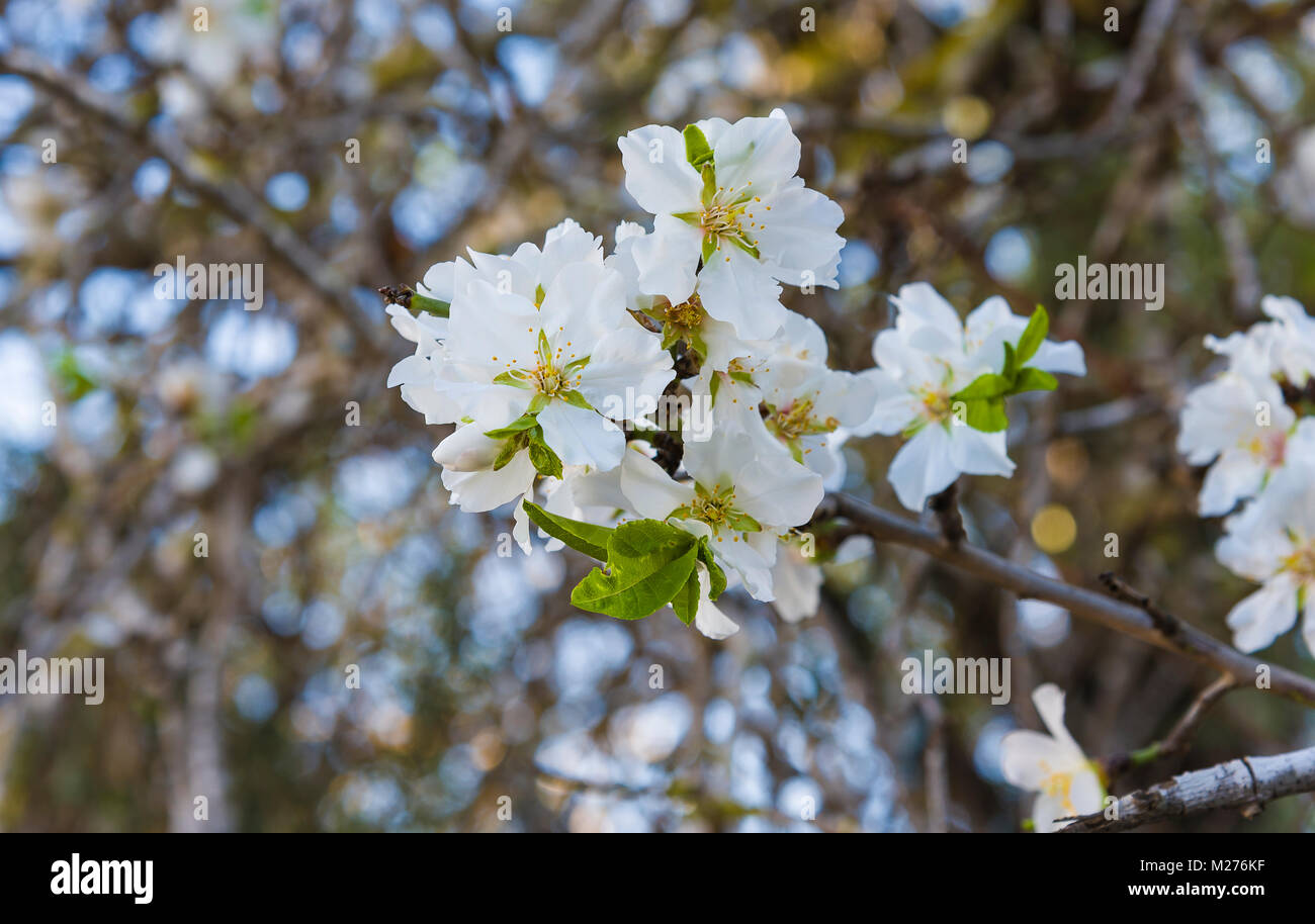 View of almond tree blooming with beautiful flowers in february in the