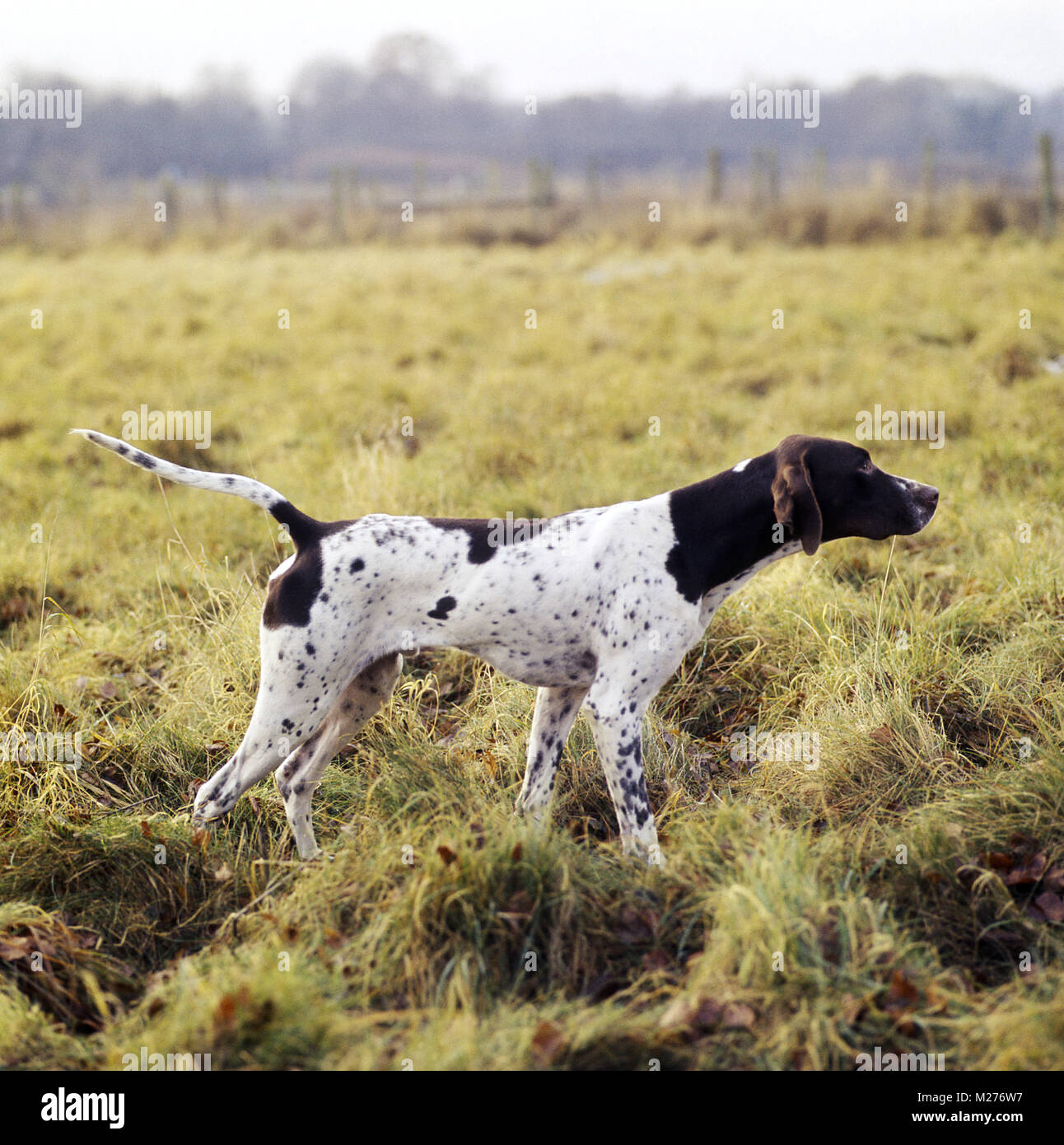 Pointer on store point