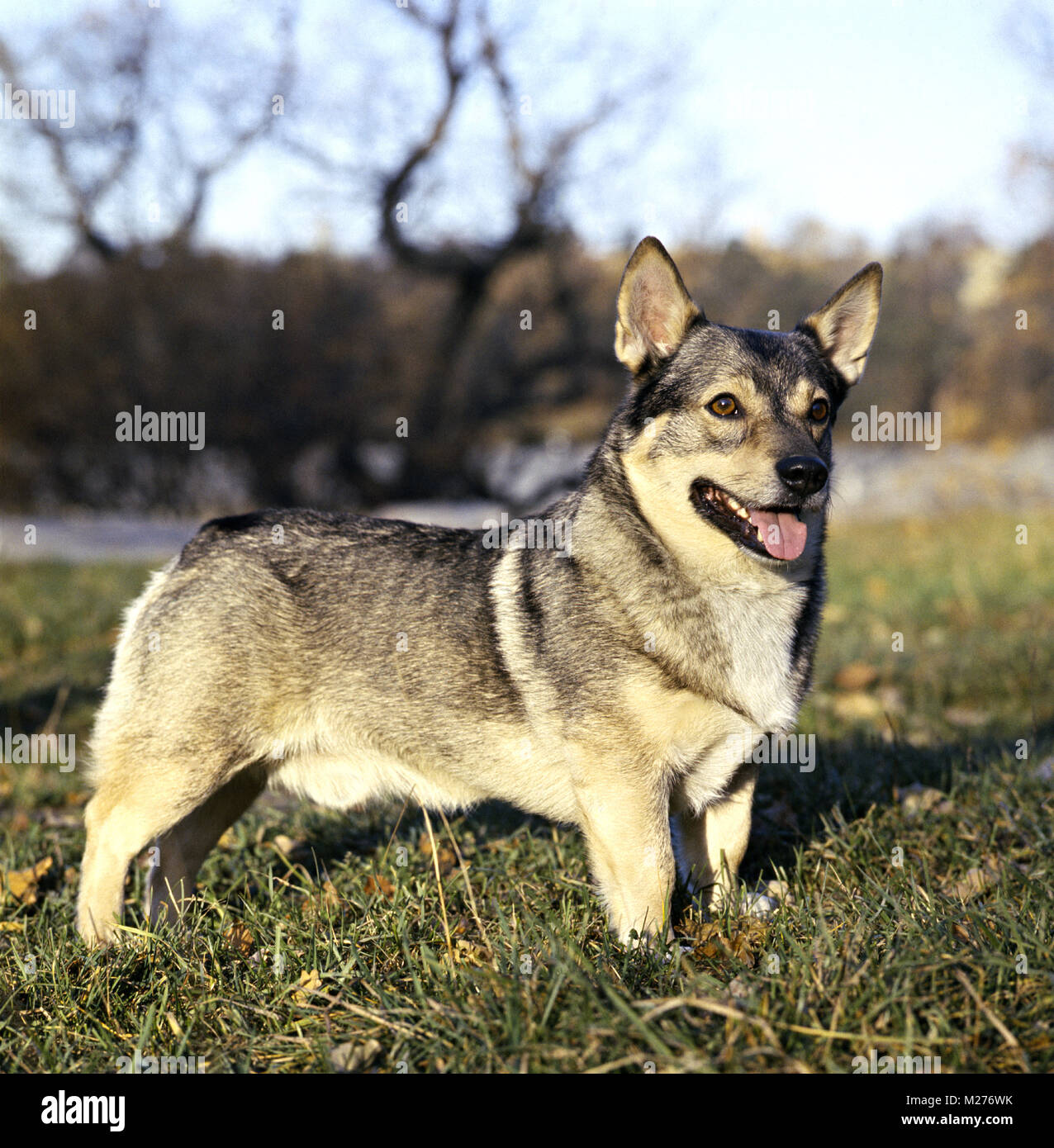 swedish vallhund in sweden standing in grass Stock Photo - Alamy