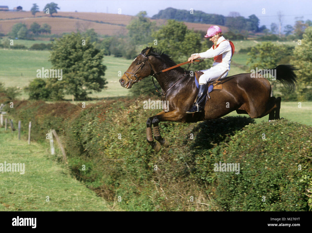 horse and rider jumping hedge in team cross country, team chase Stock