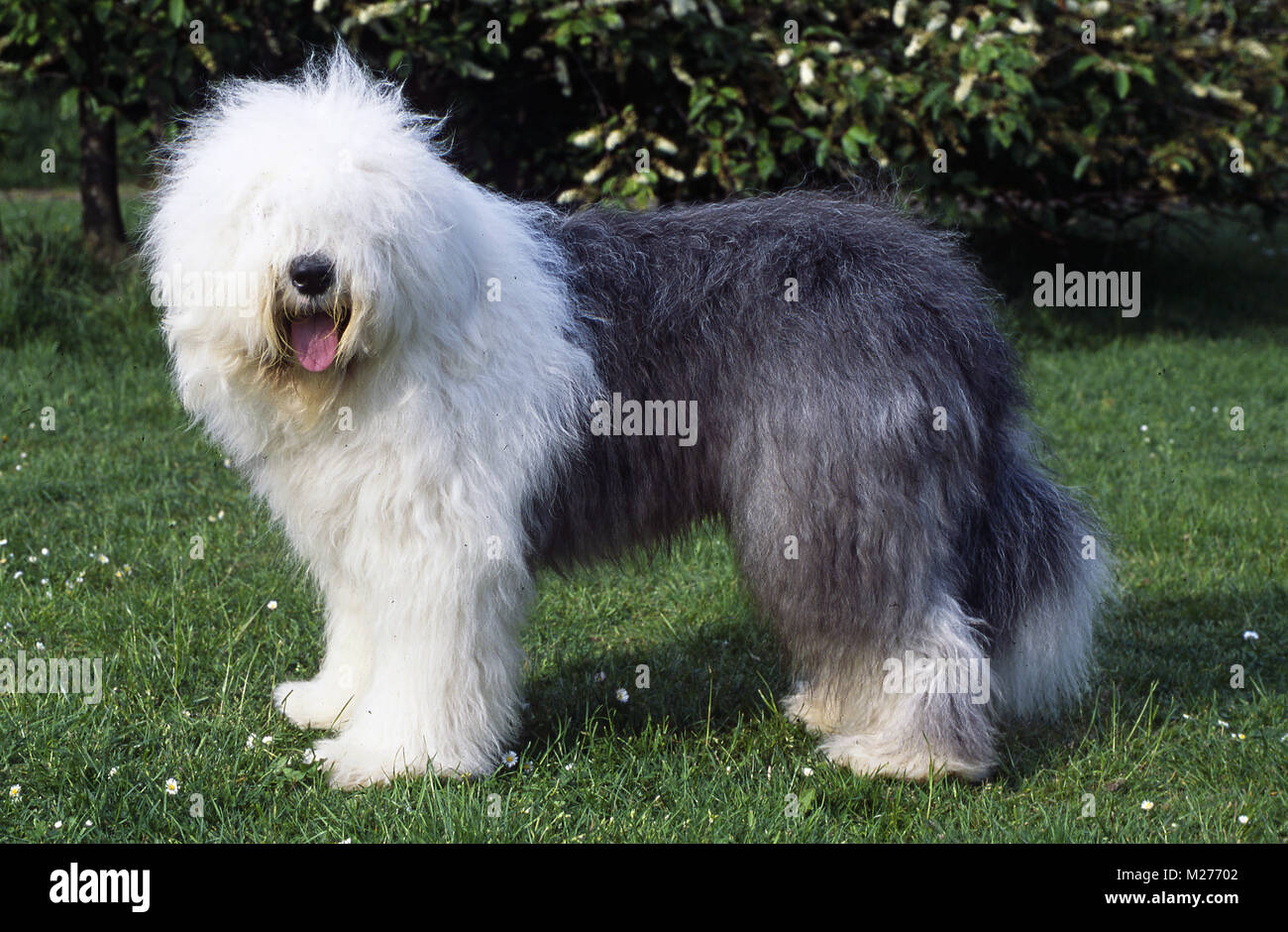 Old english sheepdog store tail