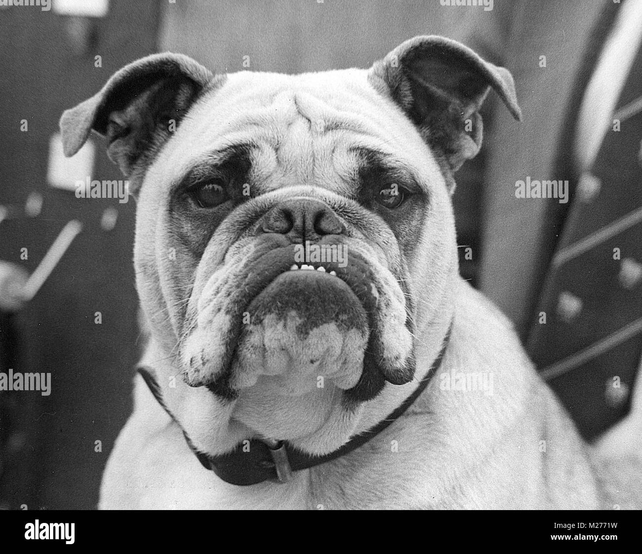 Photography of bulldog Black and White Stock Photos & Images - Alamy