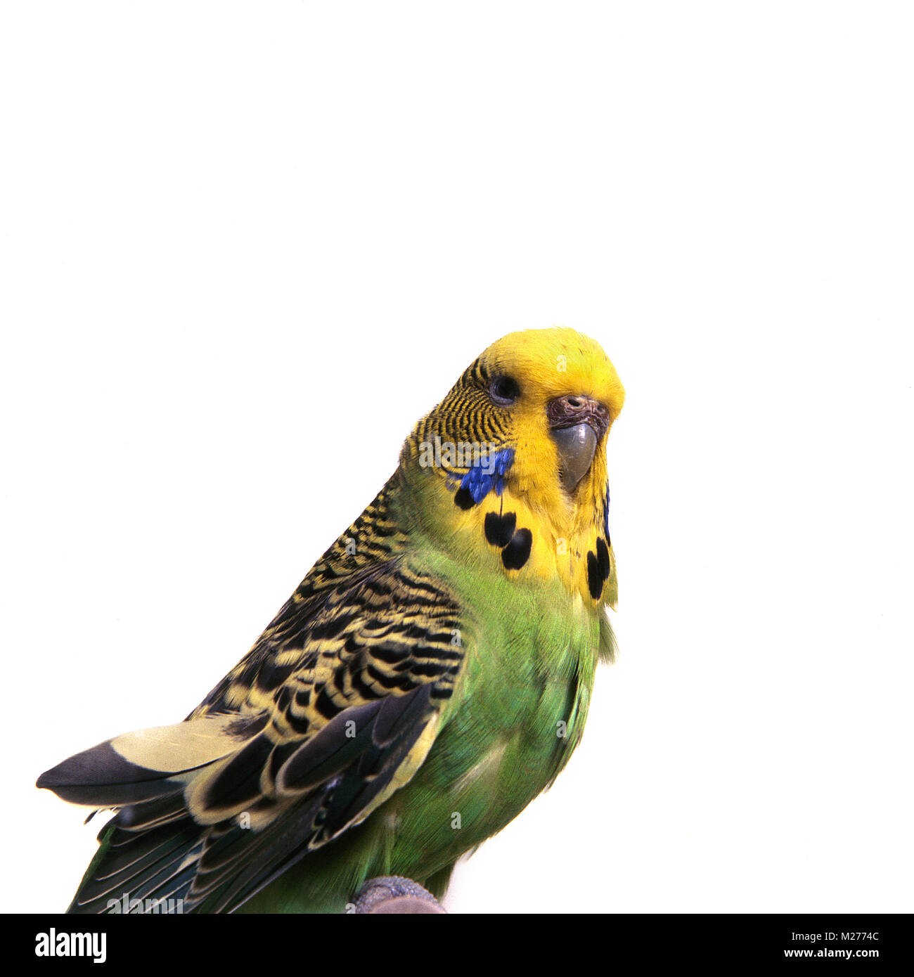 green and yellow budgerigar Stock Photo