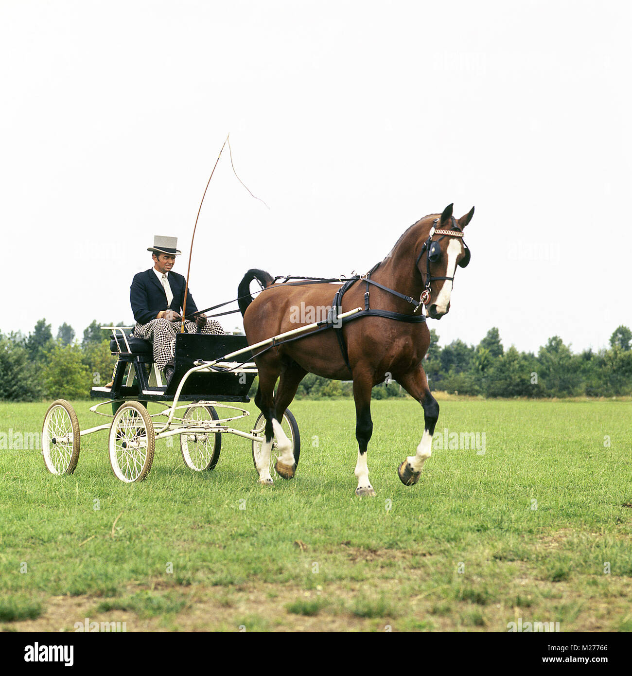 Show horse harness hi-res stock photography and images - Alamy