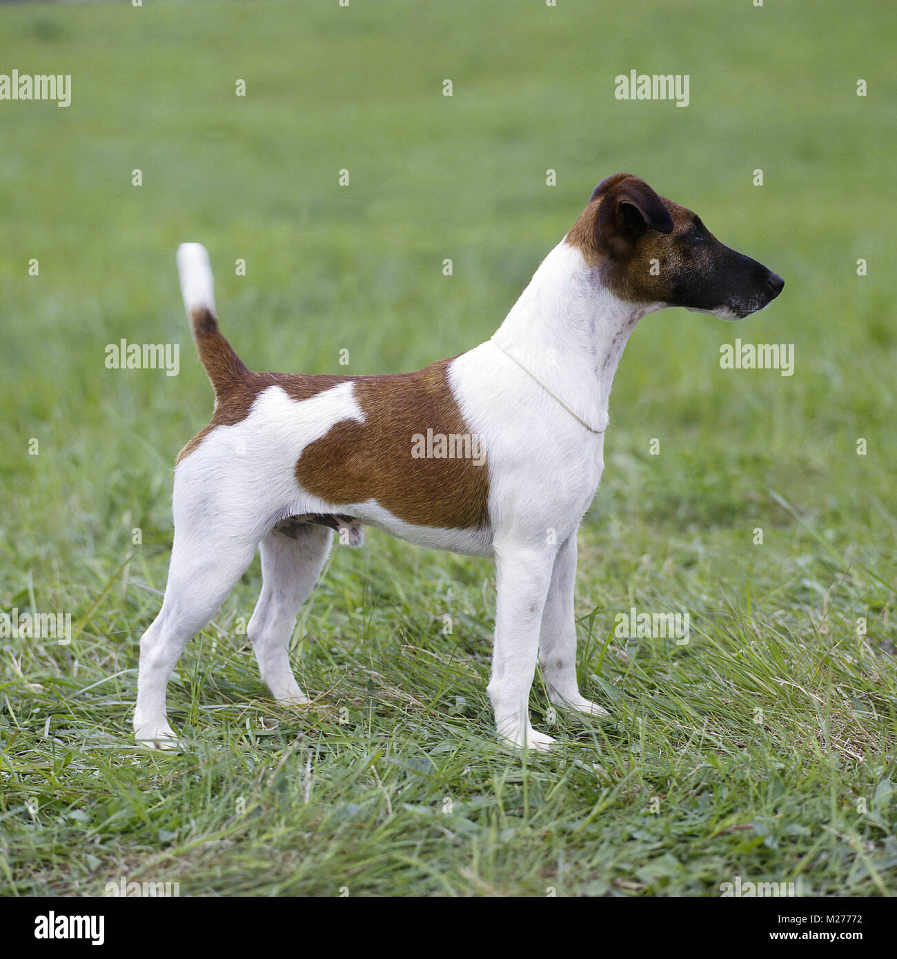 Am Ch Foxden Guardsman Fox Terrier Smooth Standing On Grass Stock