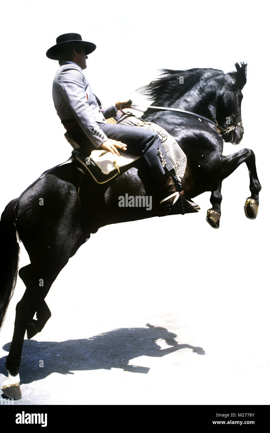 Rearing andalusian horse hi-res stock photography and images - Alamy