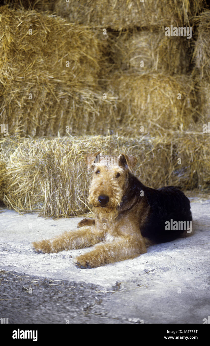 Lakeland Terrier Pants Lakeland Terrier Pants