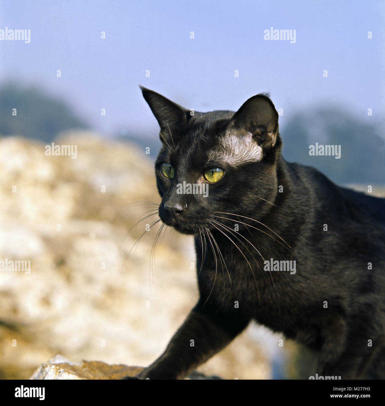 int ch janosz von asindia, havana cat Stock Photo