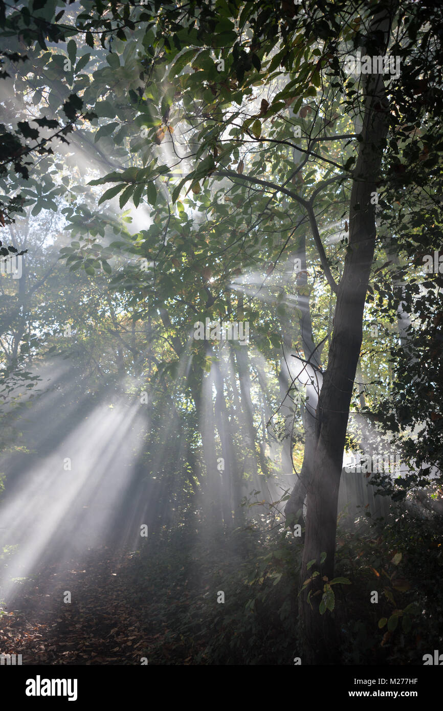 Rays of light beaming through the foliage of a forest. Stock Photo