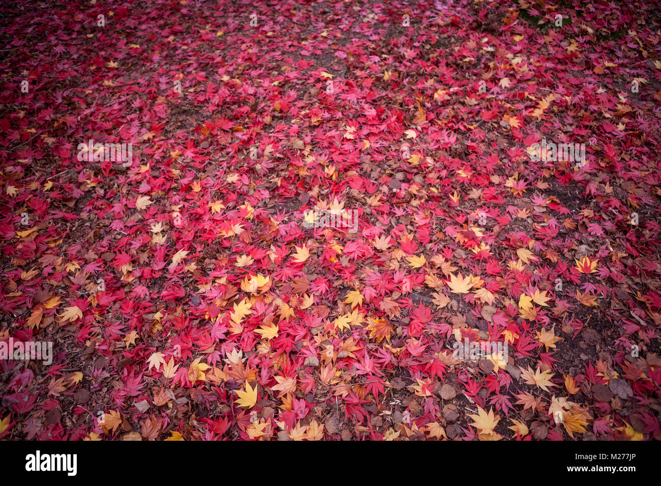 Attractive ground cover hi-res stock photography and images - Alamy