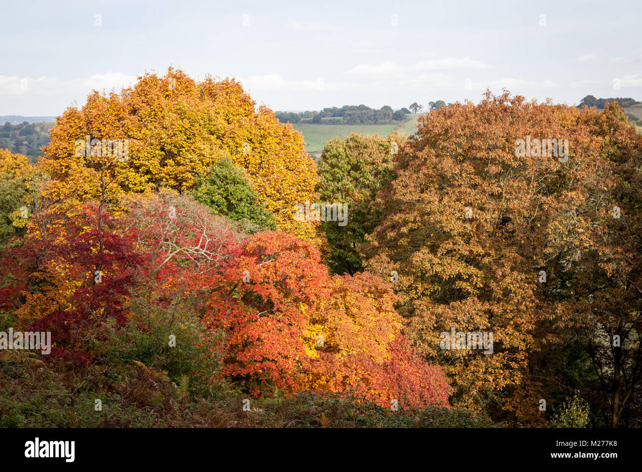 Autumn colours at Winkworth Arboretum in Surrey, UK. Stock Photo
