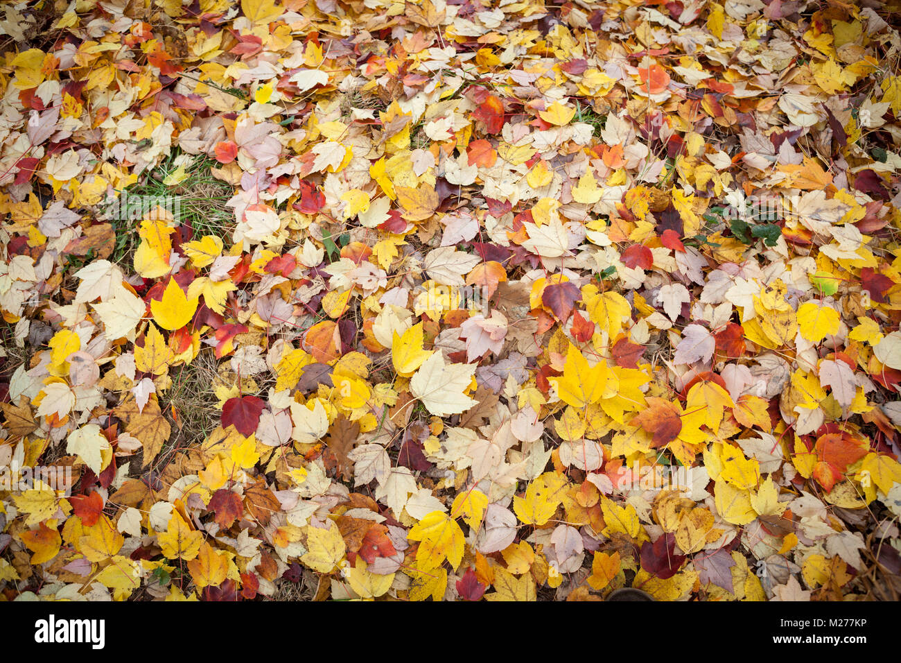 Ground covered by yellow leaves hi-res stock photography and images - Alamy