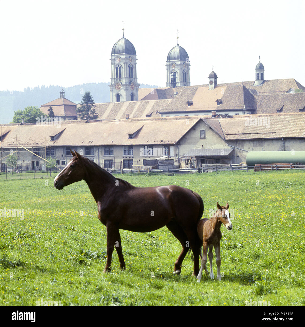 Einsiedler mare with foal with kloster einsiedeln in background Stock Photo