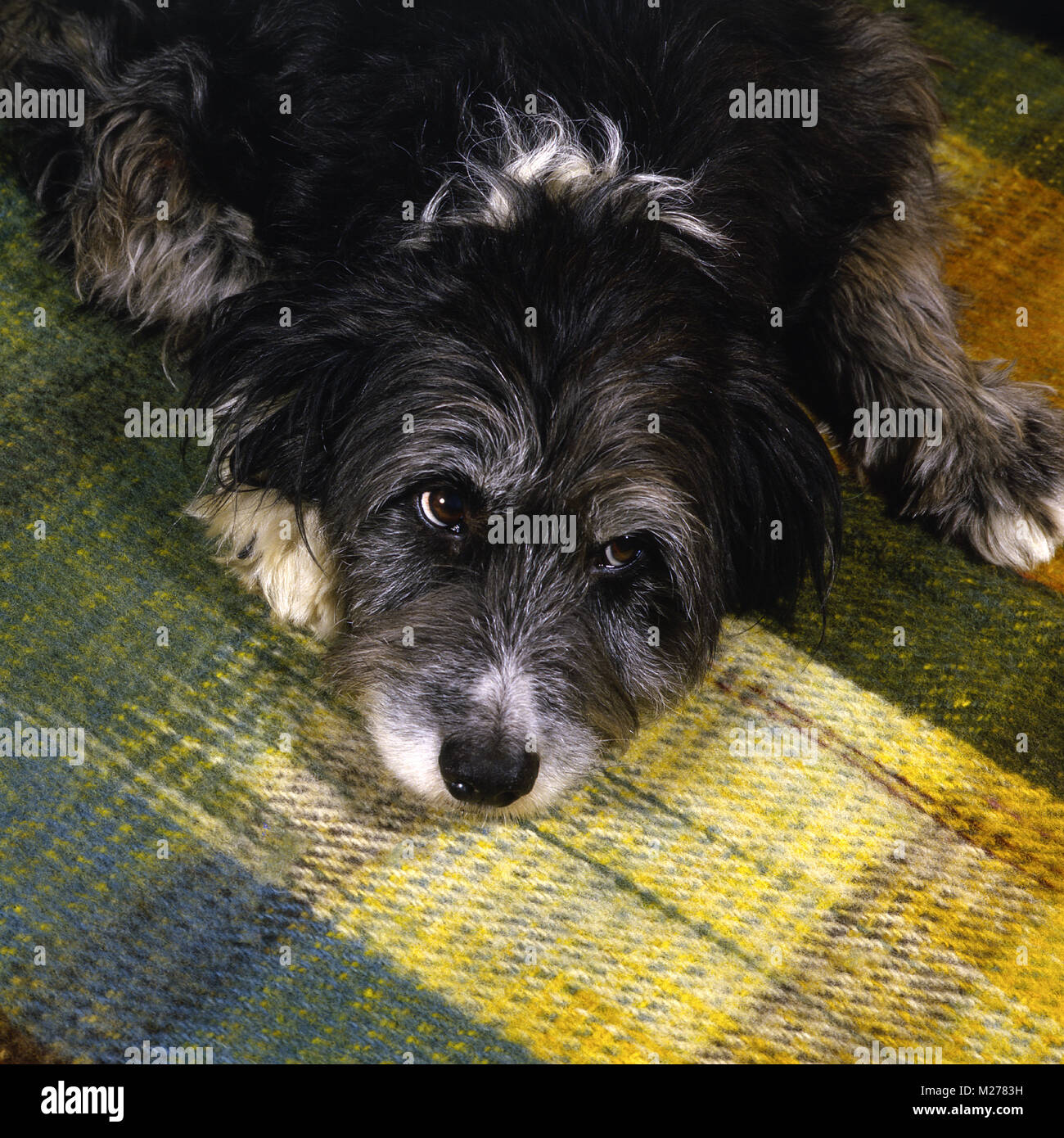 cross bred dog, border collie x bearded collie, gazing up hopefully Stock  Photo - Alamy