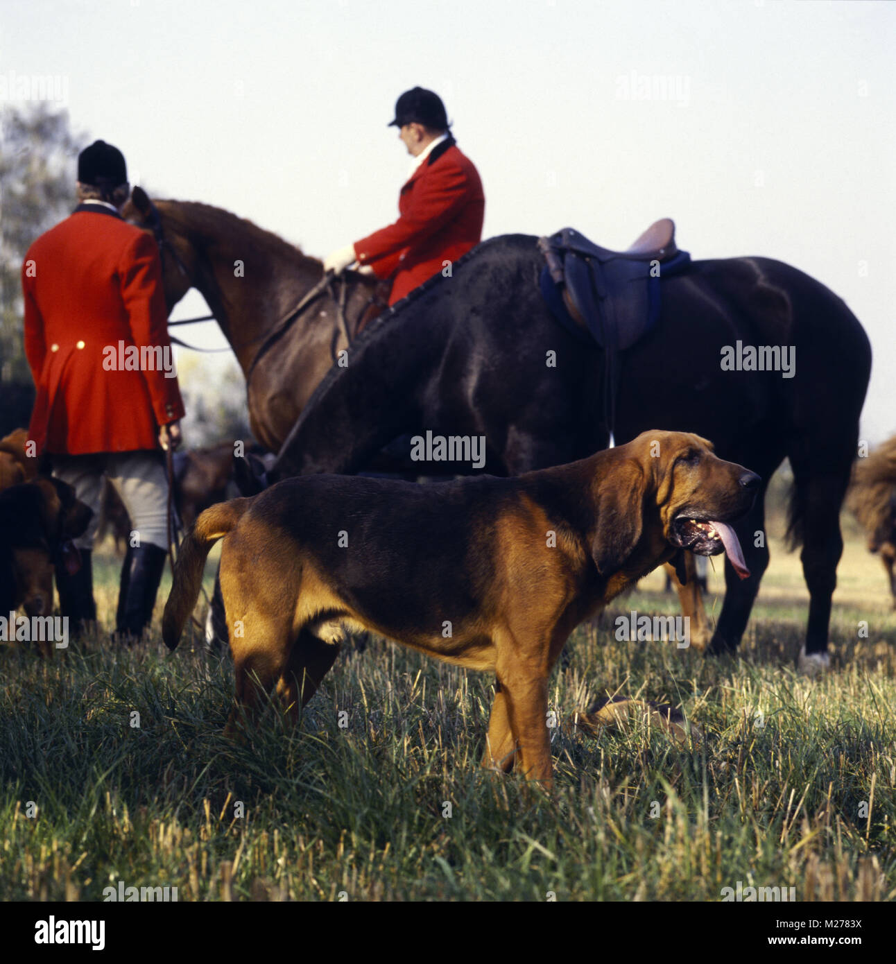 Bloodhound At Meet Of Windsor Forest Bloodhounds Stock Photo   Alamy